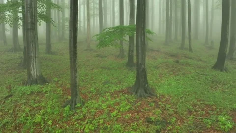Beech tree forest in fog Video stock 195930698