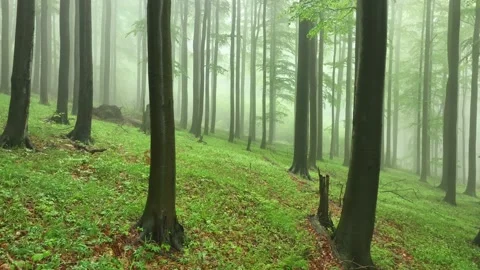 Beech tree forest in fog Video stock 195930699