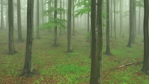 Beech tree forest in fog Video stock 195930702