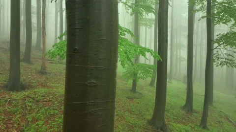 Beech tree forest in fog Video stock 195930703