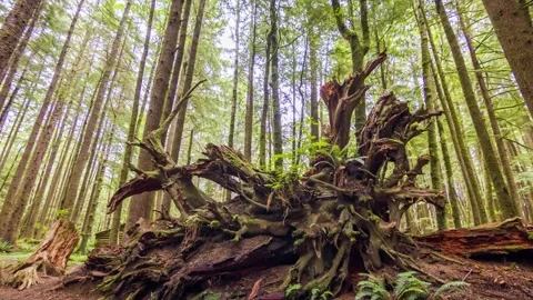 Beech tree forest overview, a deciduous tree genus from the family Fagaceae, fou Stock Footage 309288765