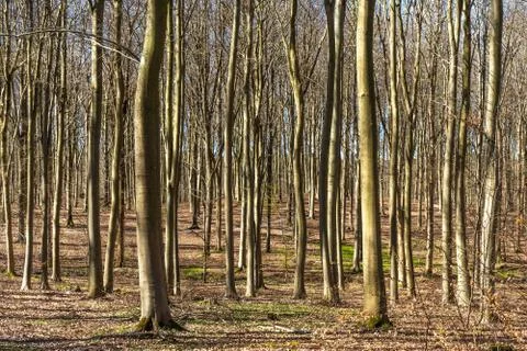 Beech tree forest Foto stock