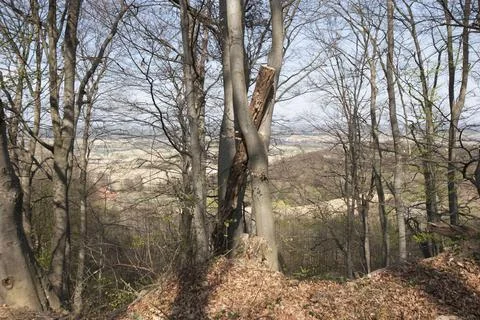 Beech tree in a forest Stock Photos