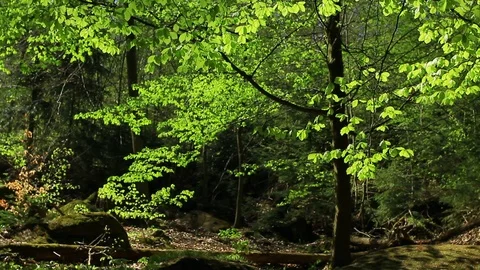 Beech tree on forest side spring season Video stock 107086534