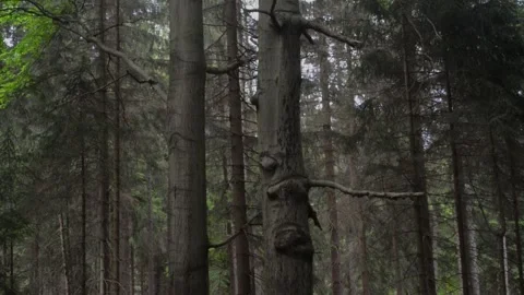 Beech tree forest tree trunks Stock Footage 131472010