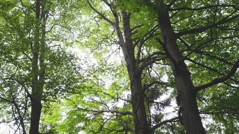 Beech tree forest tree trunks woods Stock Footage 131472048