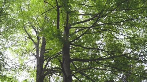 Beech tree forest tree trunks Stock Footage 131472113