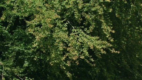 Beech tree full of nuts in autumn Stock Footage 317319862