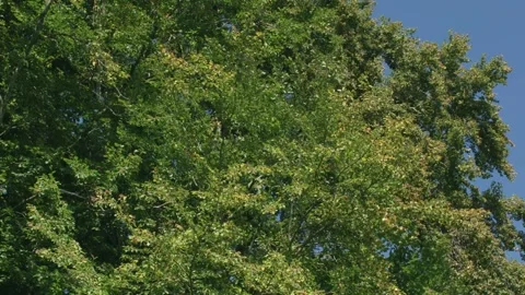 Beech tree full of nuts in autumn Stock Footage 317319923