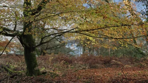 Beech tree (genus Fagus) backlit in autumn colours, Britain, UK Video stock 320967562