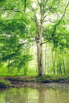 Beech tree in green deciduous forest in spring Stock Photos