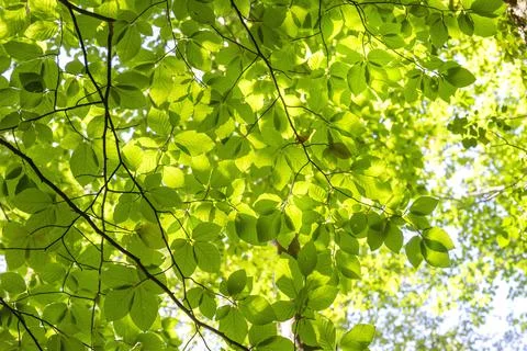 Beech tree green foliage Foto stock