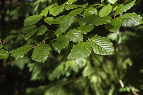 Beech tree green foliage Stock Photos