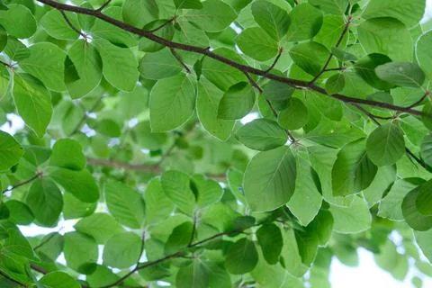 Beech tree green foliage Stock-Fotos