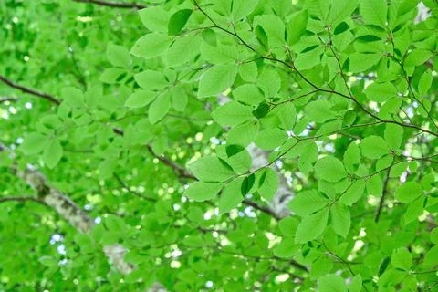 Beech tree green foliage Foto stock