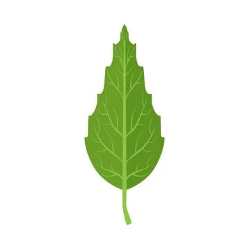 Beech tree green leaf vector Illustration Stock Illustration