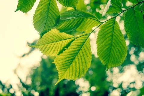 Beech tree with green leaves Stock Photos