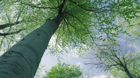 A beech tree that has just sprung out. Video stock 264140938