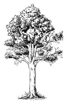 Beech tree Stock Illustration