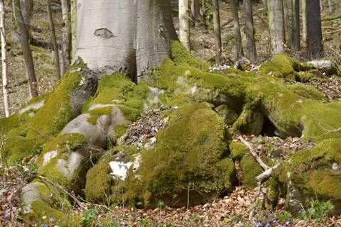 A beech tree with large, broad roots, strewn between rocks. Stock Photos