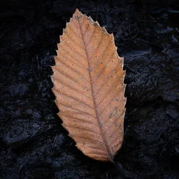 Beech Tree Leaf at Autumn on the Forest Way, Felbrigg Great Wood Stock Photos