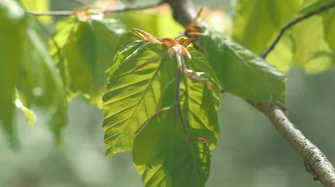 Beech Tree Leaf Swaying In The Wind Video stock 36665193
