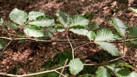 Beech tree leaves at a branch. Stock Footage 269015481