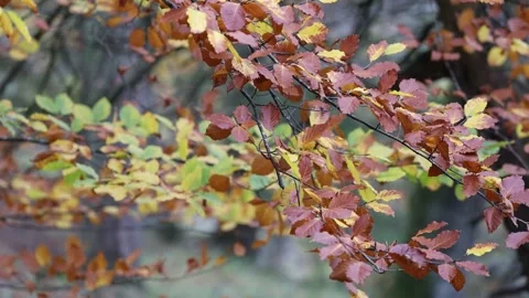 Beech Tree Leaves Moving in the Breeze in Autumn, England, UK Stock Footage 254460857