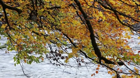 Beech tree leaves with river flowing past in background, England, UK Stock Footage 254444954