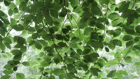 Beech tree leaves in summer Stock Footage 249167794