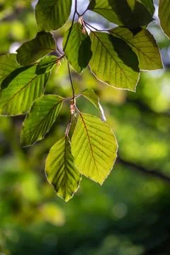 Beech tree leaves with sunlight at springtime Stock Photos