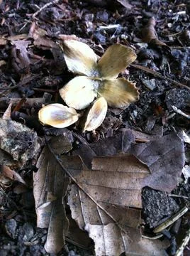 Beech tree nut and seeds Stock Photos
