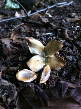 Beech tree nut and seeds Stock Photos