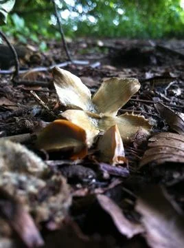 Beech tree nut and seeds Stock Photos