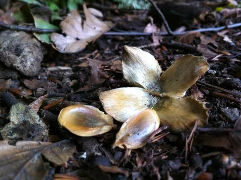 Beech tree nut and seeds Stock Photos