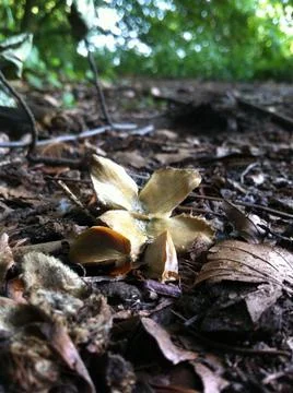 Beech tree nut and seeds Stock Photos