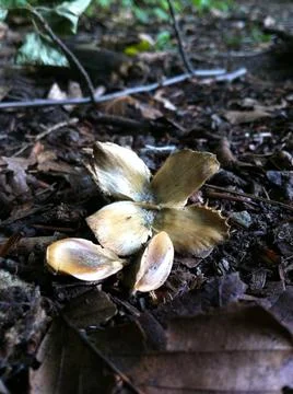 Beech tree nut and seeds Stock Photos
