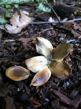Beech tree nut and seeds Stock Photos