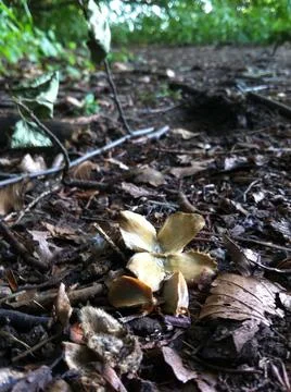 Beech tree nut and seeds Stock Photos