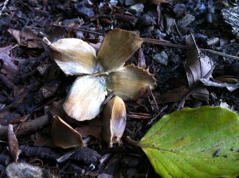 Beech tree nut and seeds Stock Photos