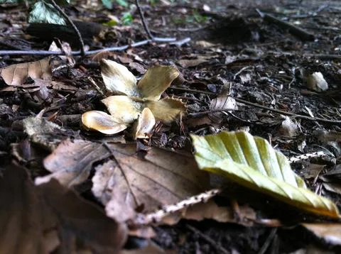 Beech tree nut and seeds Stock Photos