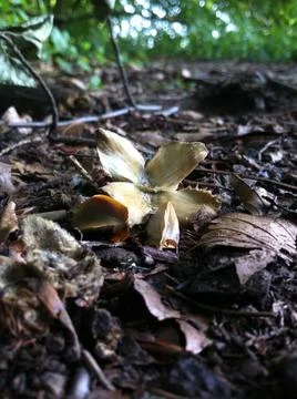 Beech tree nut and seeds Stock Photos