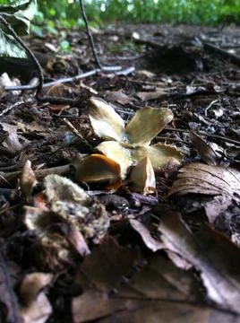 Beech tree nut and seeds Stock Photos