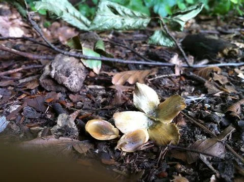 Beech tree nut and seeds Stock Photos