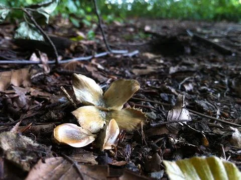 Beech tree nut and seeds Stock Photos