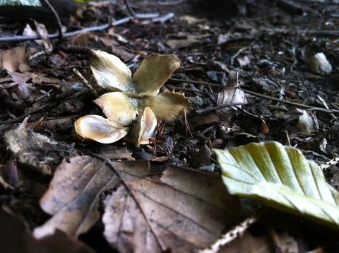 Beech tree nut and seeds Stock Photos