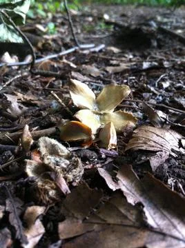Beech tree nut and seeds Stock Photos