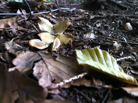 Beech tree nut and seeds Stock Photos