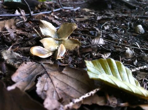 Beech tree nut and seeds Stock Photos