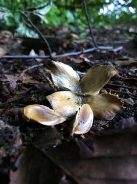 Beech tree nut and seeds Stock Photos
